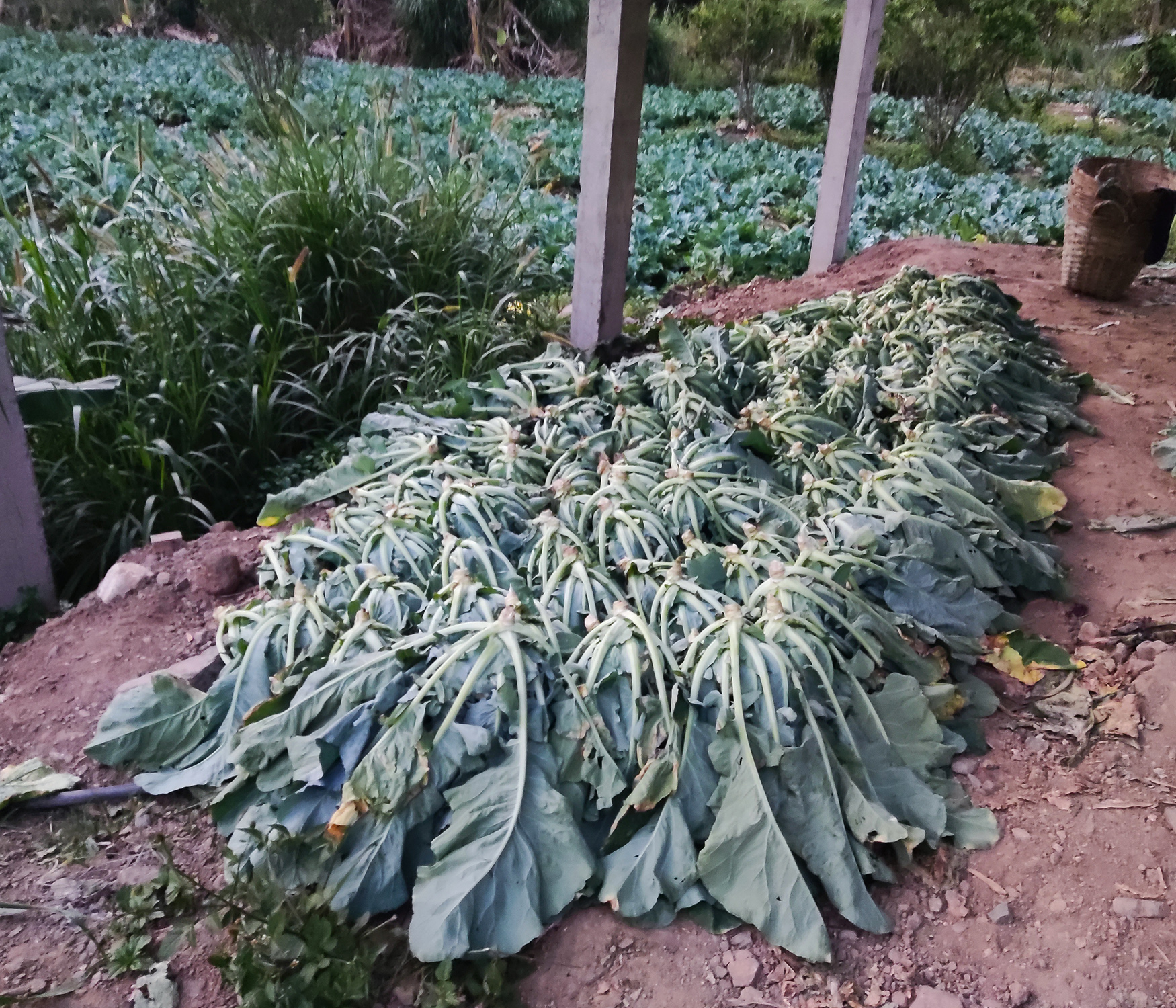 CAULI FLOWER - WHITEFLASH