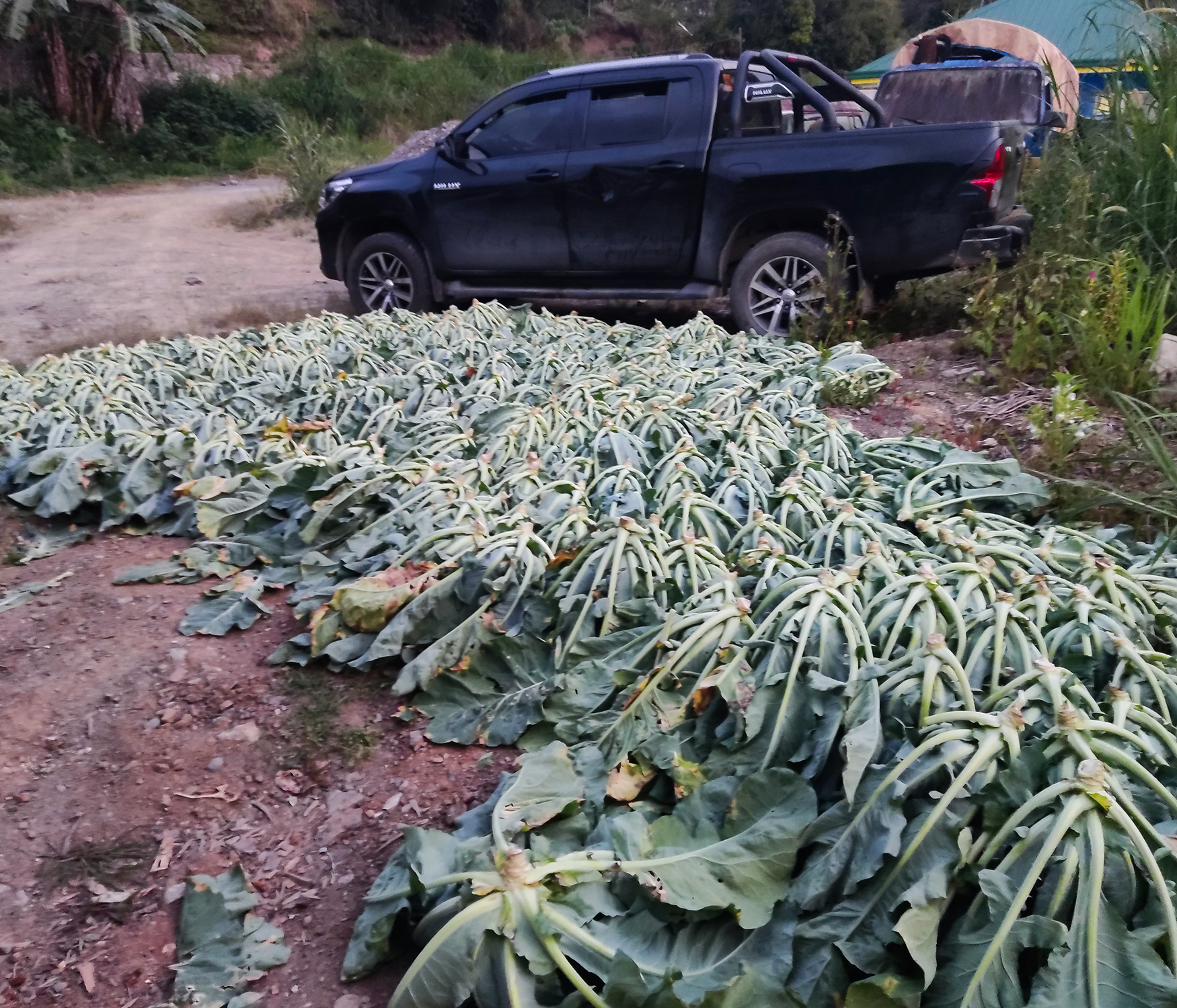 CAULI FLOWER - WHITEFLASH