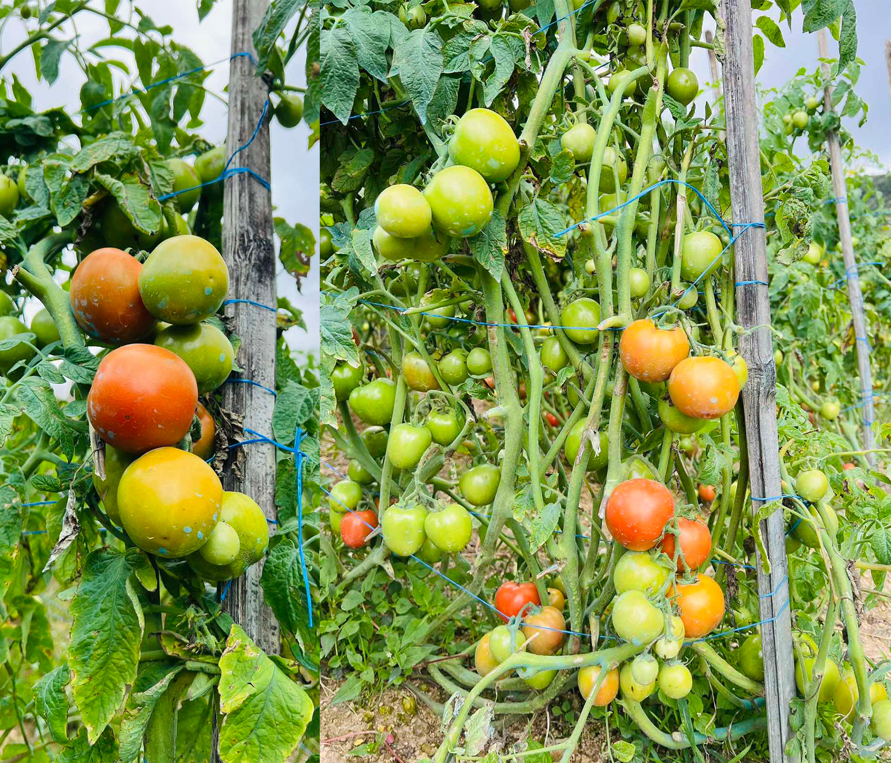 TOMATO FARM