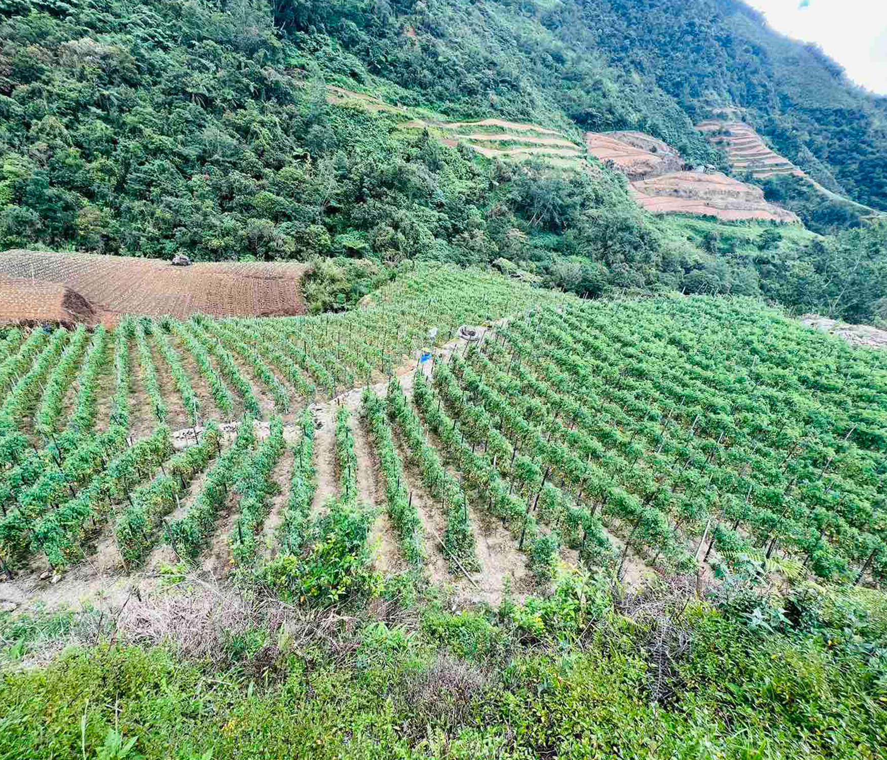TOMATO FARM