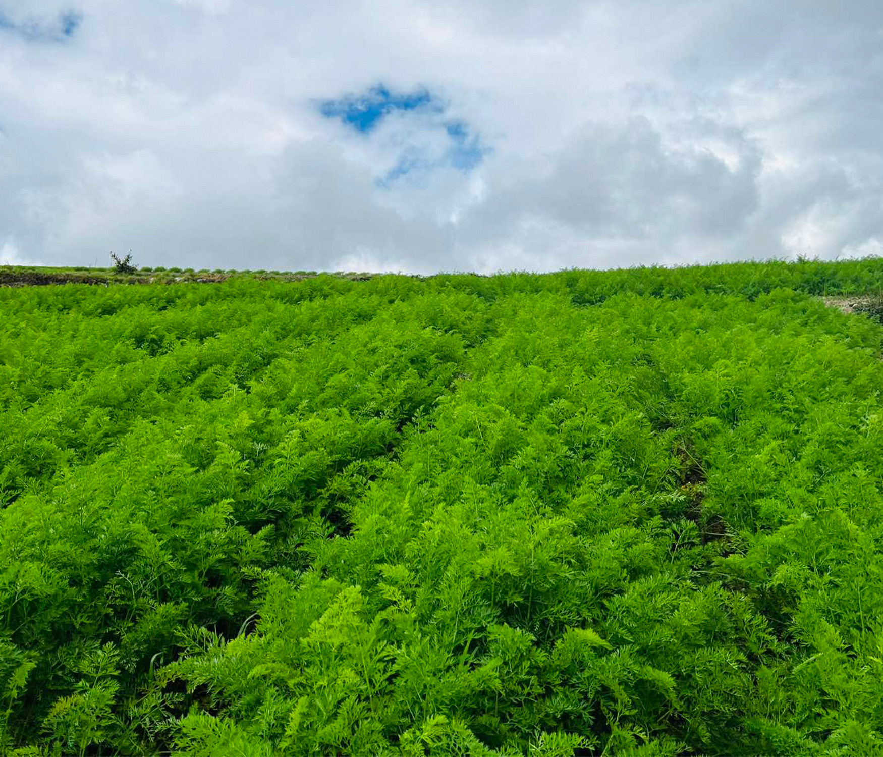 CARROT FARM
