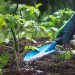 fertilizer